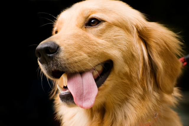 Big yellow cheap dog breeds